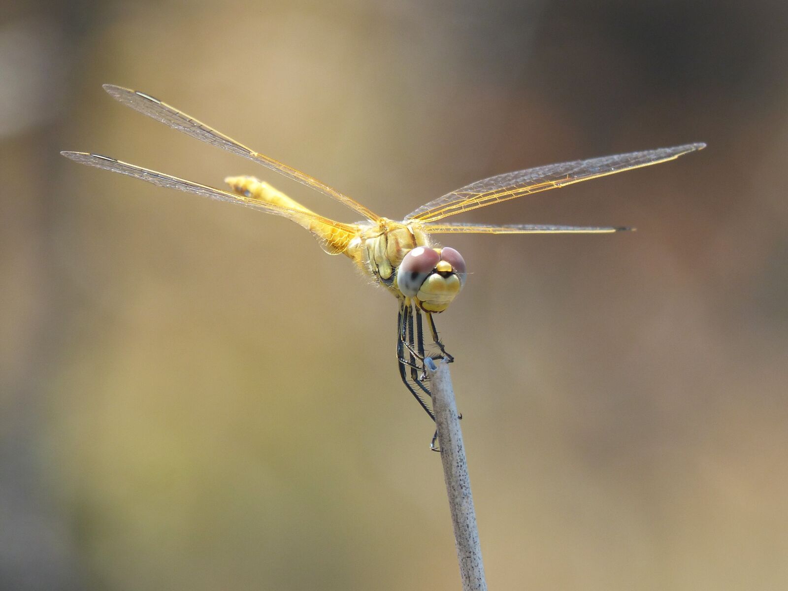 Panasonic DMC-FZ62 sample photo. Dragonfly, yellow dragonfly, cordulegaster photography