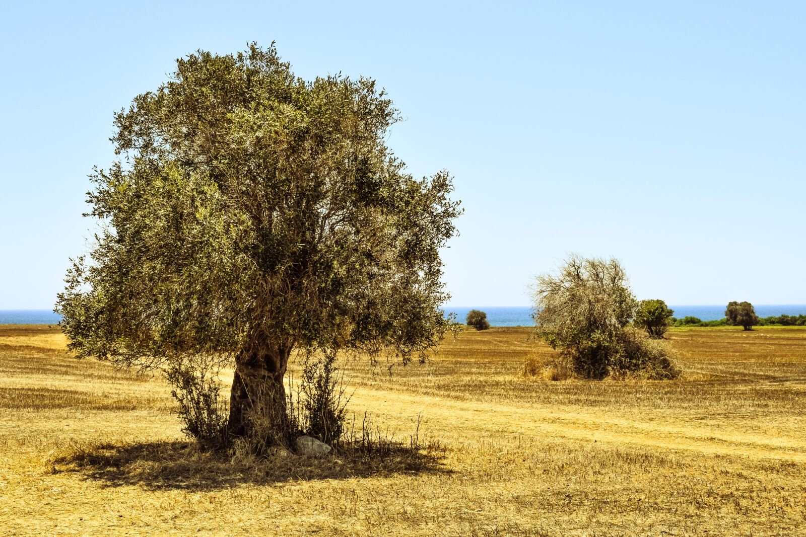 Nikon D3300 sample photo. Olive tree, field, agriculture photography