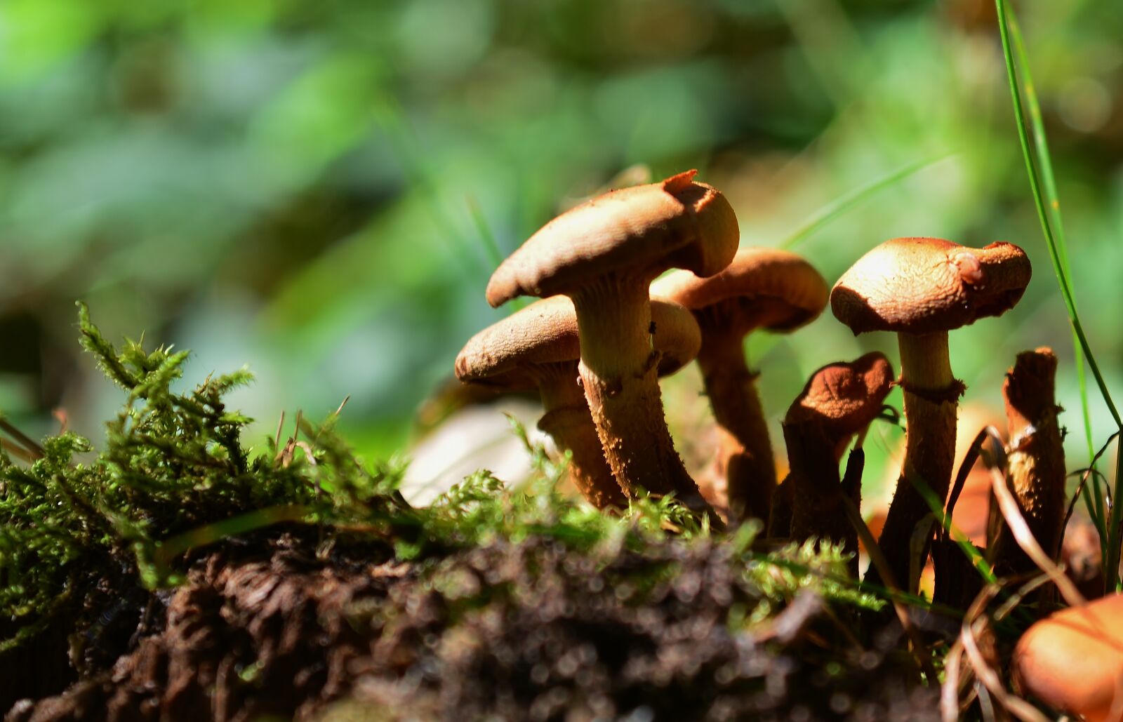 Nikon D5200 sample photo. Forest, mushrooms, autumn photography