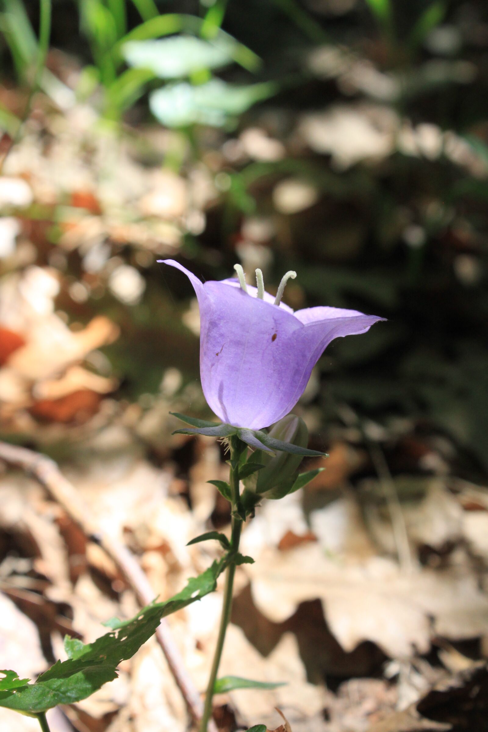 Canon EOS 500D (EOS Rebel T1i / EOS Kiss X3) sample photo. Bell, bellflower, campanula photography