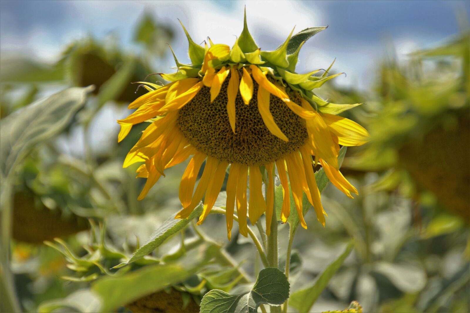 Sony SLT-A58 sample photo. Sunflower, flower, yellow photography