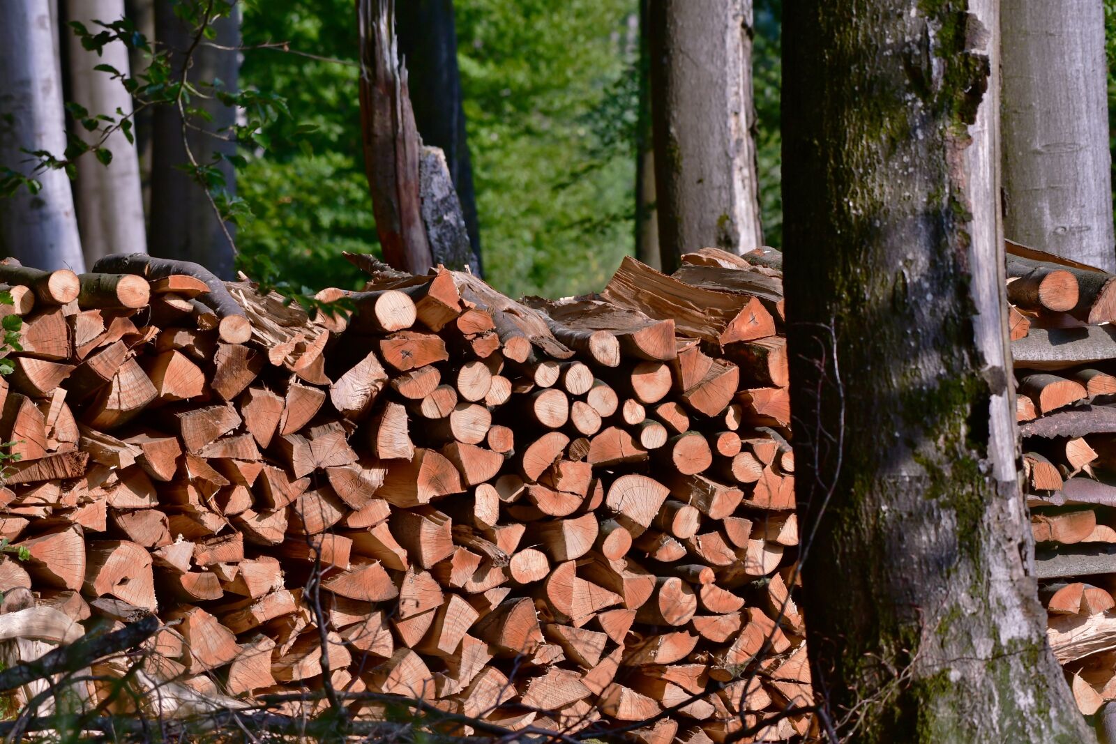 Nikon D500 sample photo. Wood, cut, nature photography