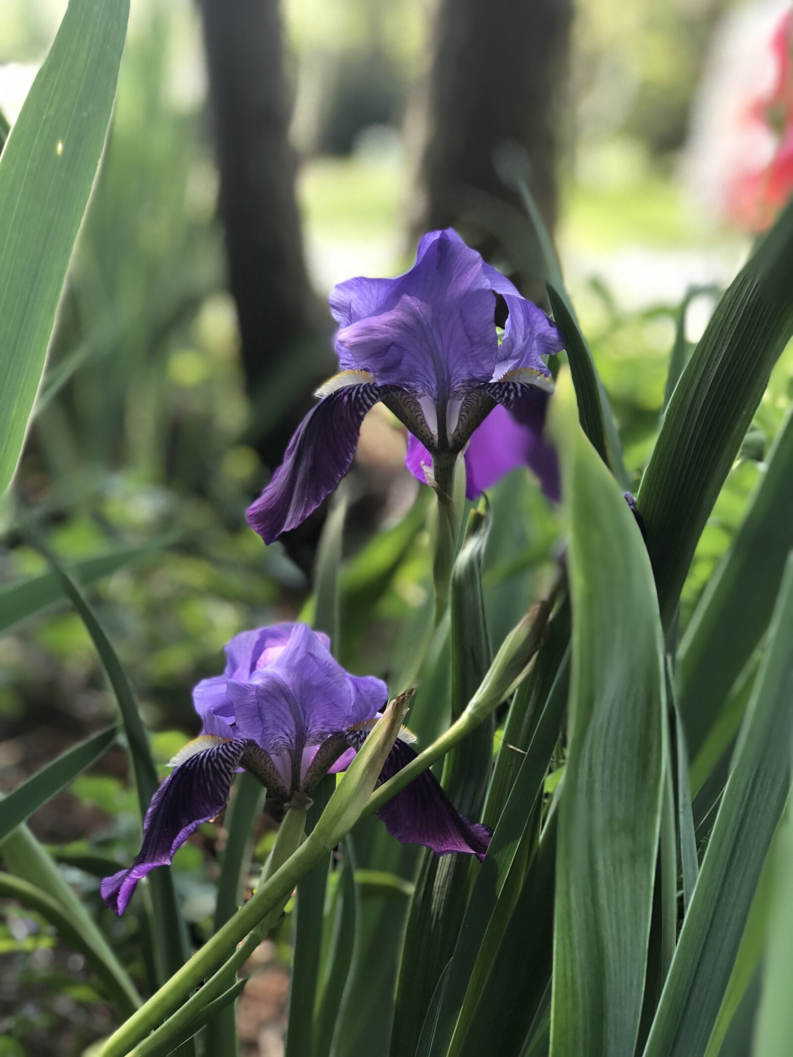 iPhone 8 Plus back dual camera 6.6mm f/2.8 sample photo. Iris, flower, purple photography