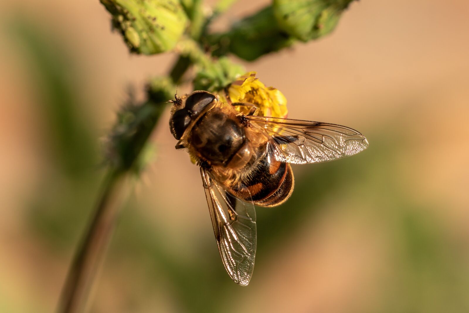 Canon EOS 750D (EOS Rebel T6i / EOS Kiss X8i) sample photo. Mist bee, mud bee photography