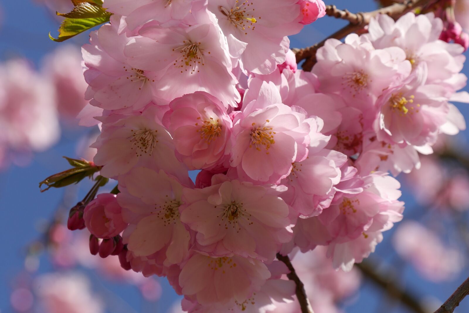 Panasonic DMC-G70 sample photo. Cherry blossom, nature, tree photography