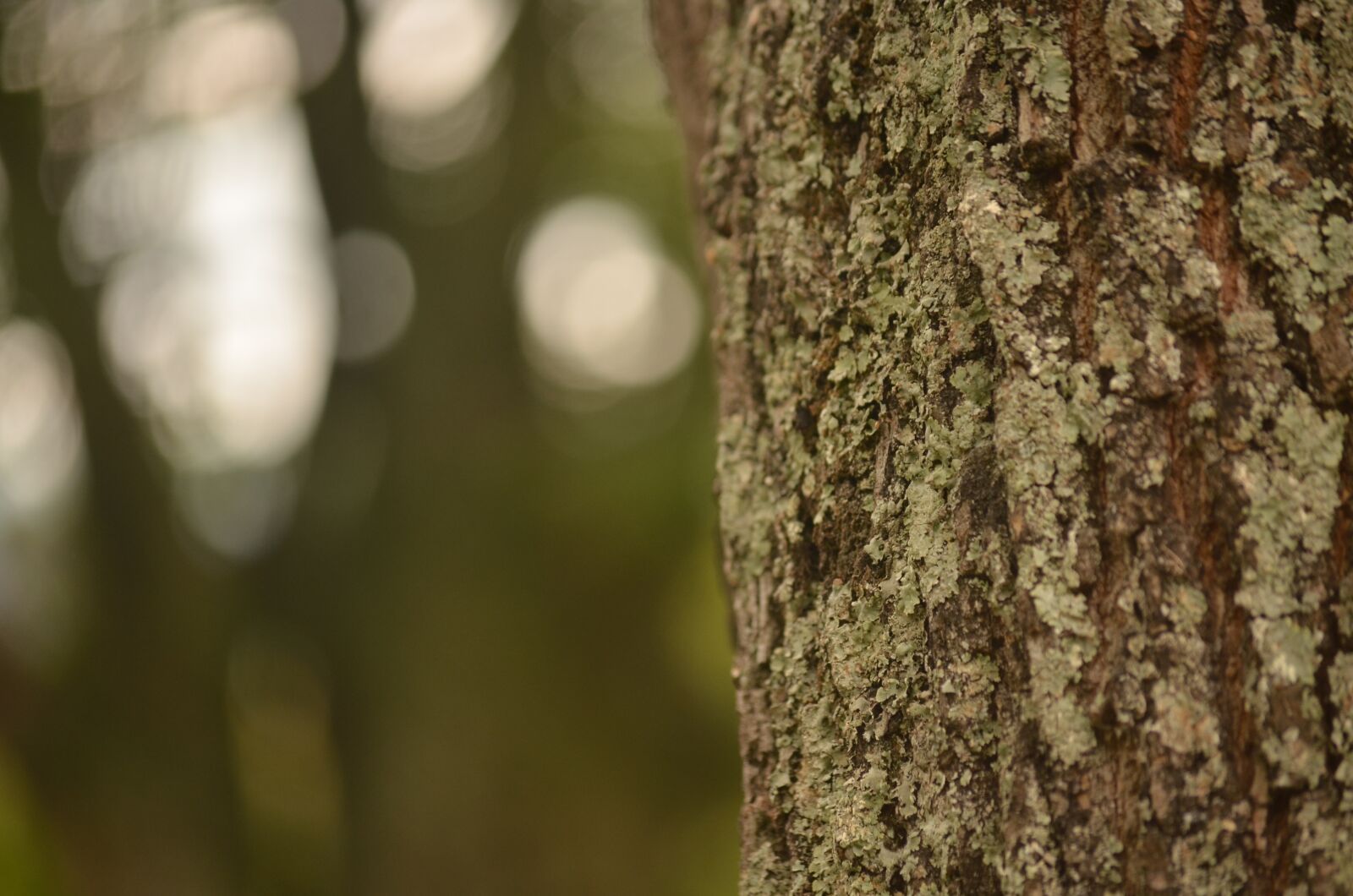 Nikon D5100 sample photo. Tree, nature, green photography