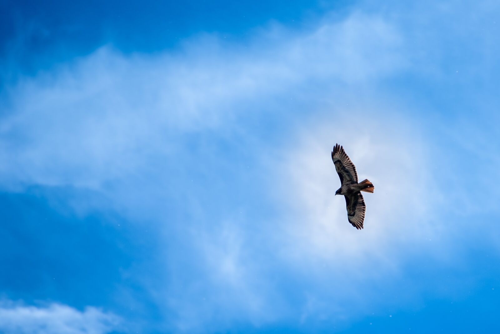Nikon D750 sample photo. Hawk, bird, raptor photography