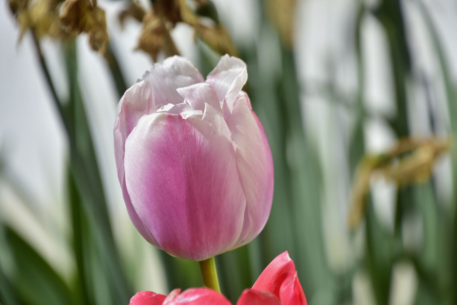 Nikon D7200 sample photo. Tulip, flower, garden photography