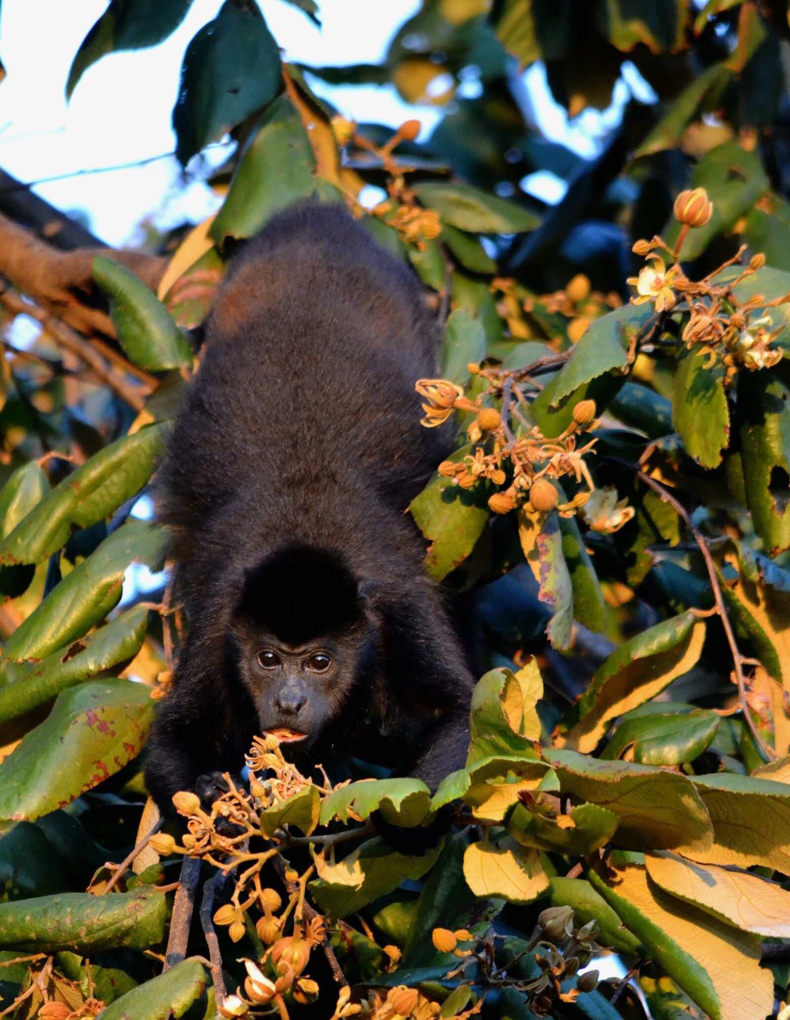 Nikon D3100 sample photo. Howler monkey, monkey, nature photography