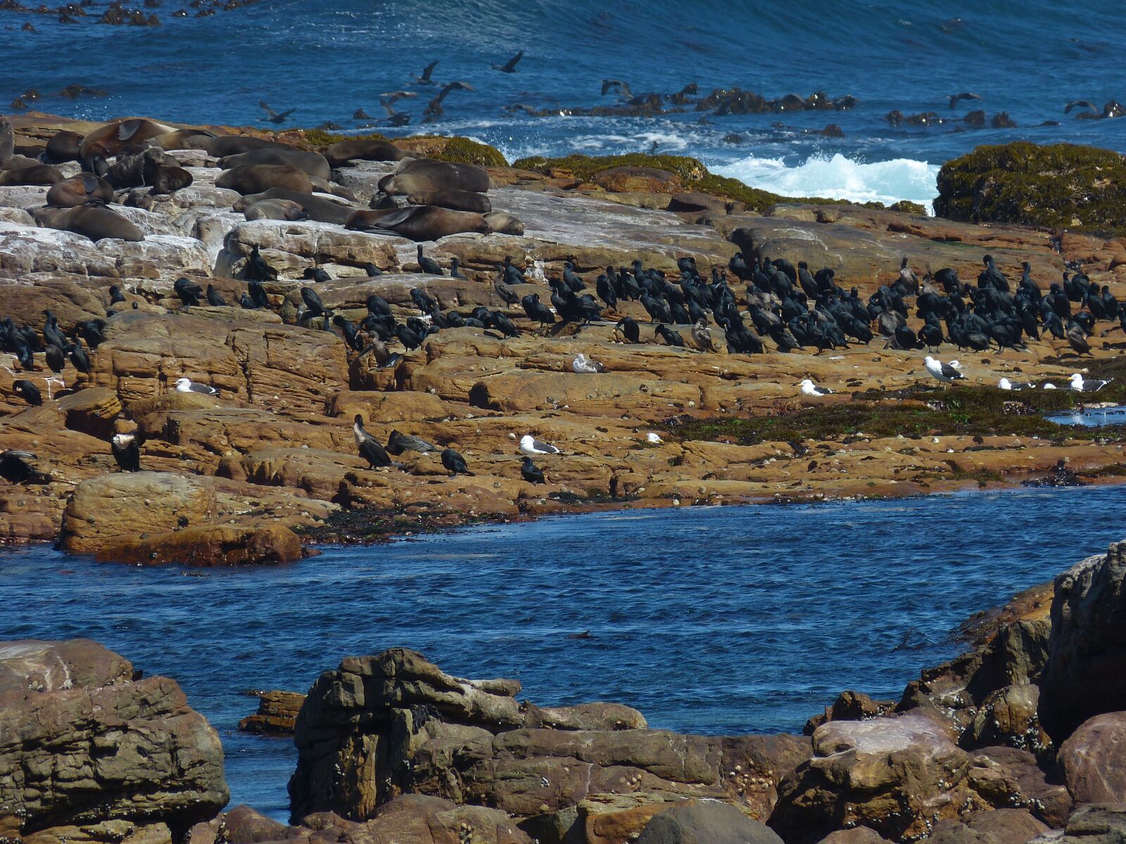 Panasonic Lumix DMC-FZ150 sample photo. South africa, birds, seagull photography