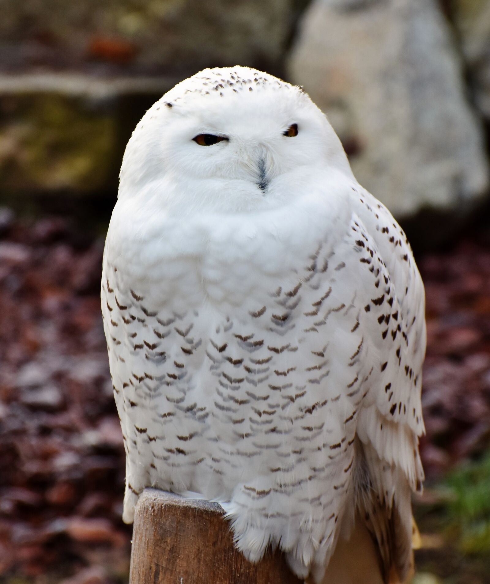 Nikon D7200 sample photo. Snowy owl, owl, plumage photography