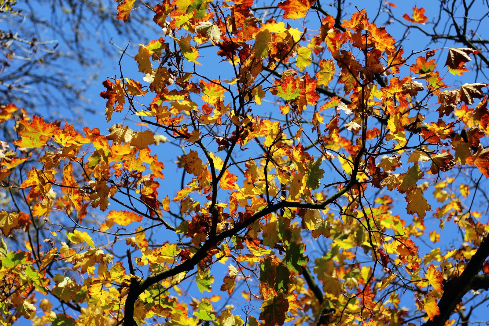 Canon EOS 700D (EOS Rebel T5i / EOS Kiss X7i) sample photo. Autumn, leaves, maple photography