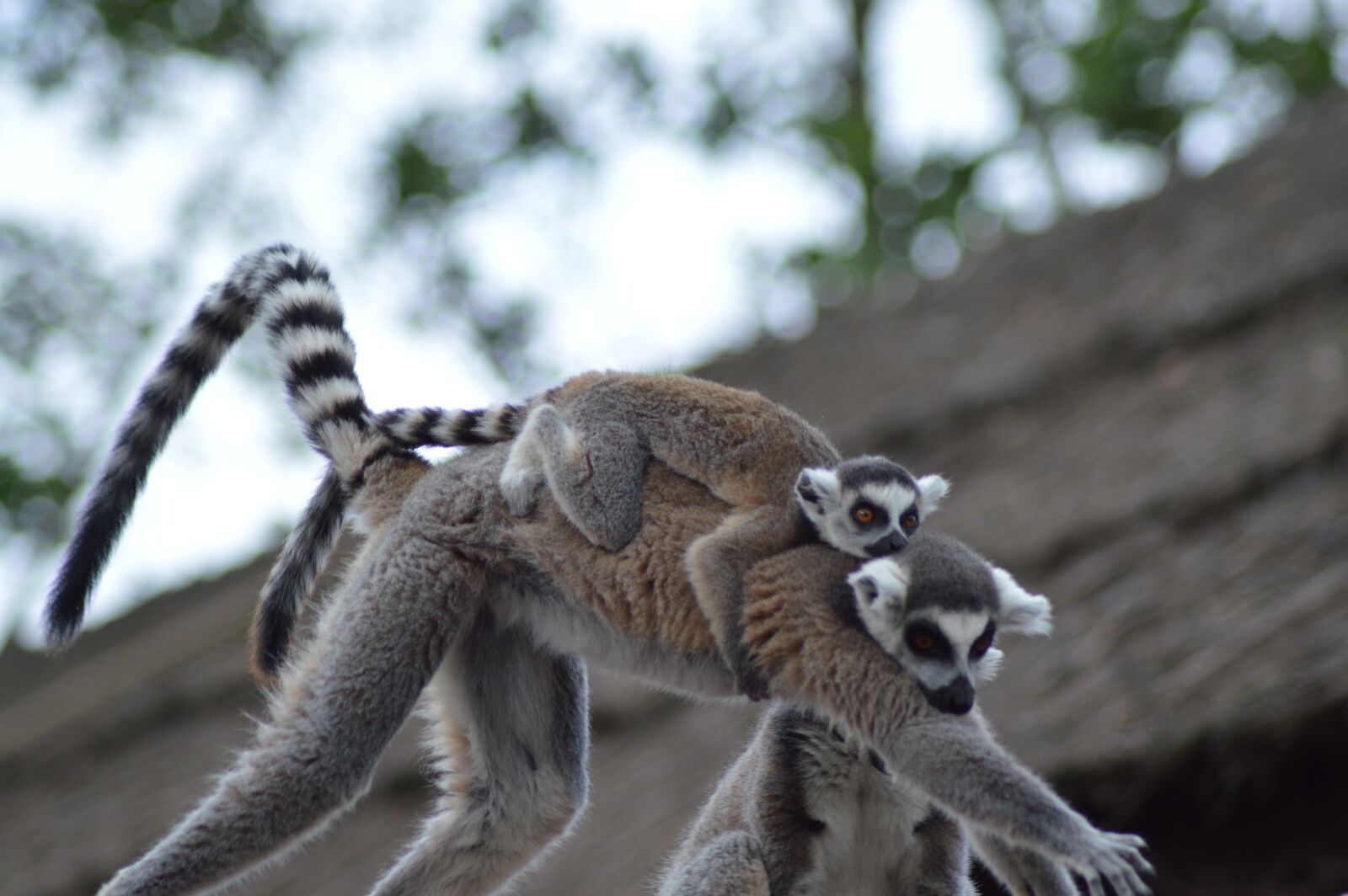 Nikon D3200 sample photo. Animal, lemur, mom photography