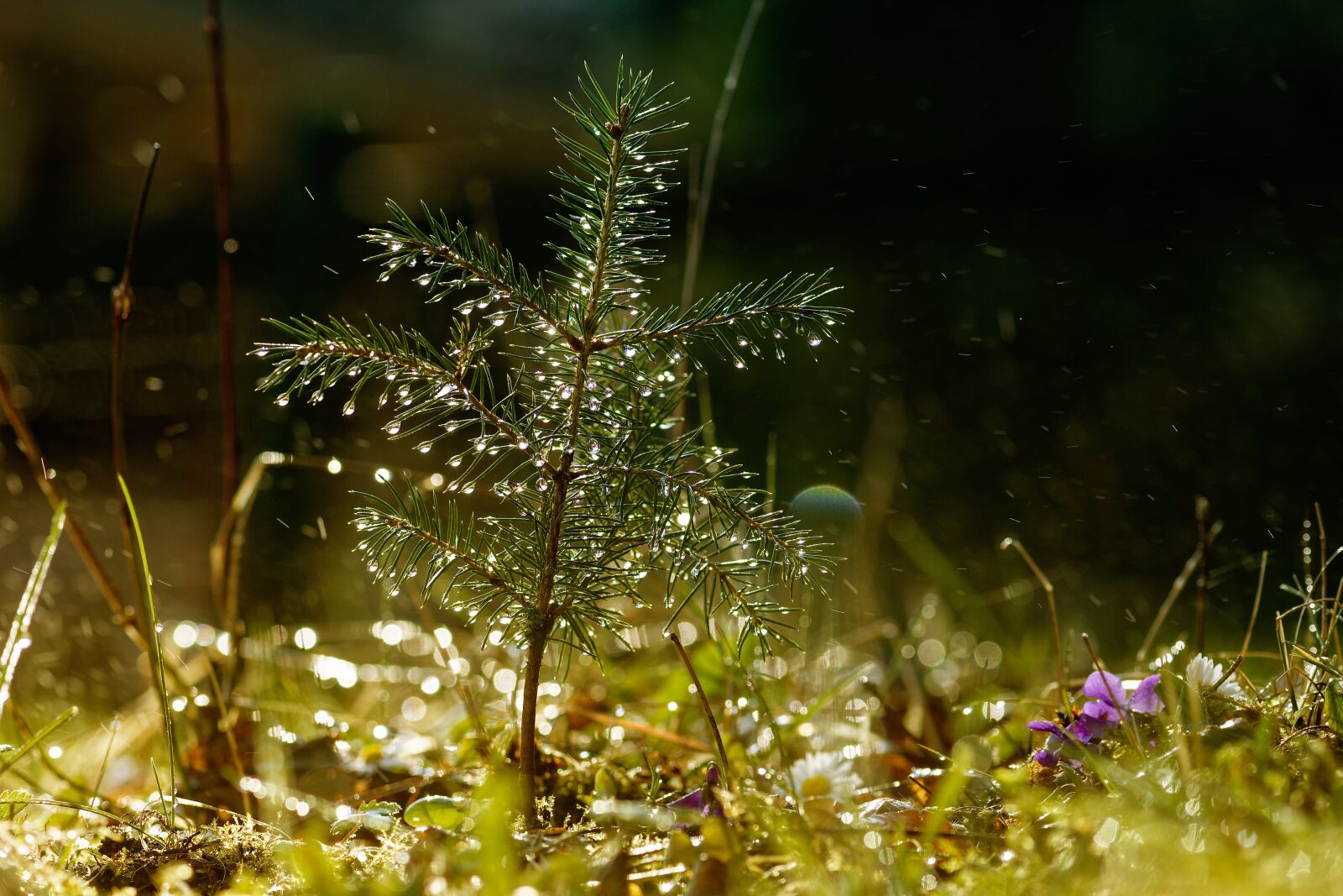 Nikon D7200 sample photo. Spruce, needles, water photography