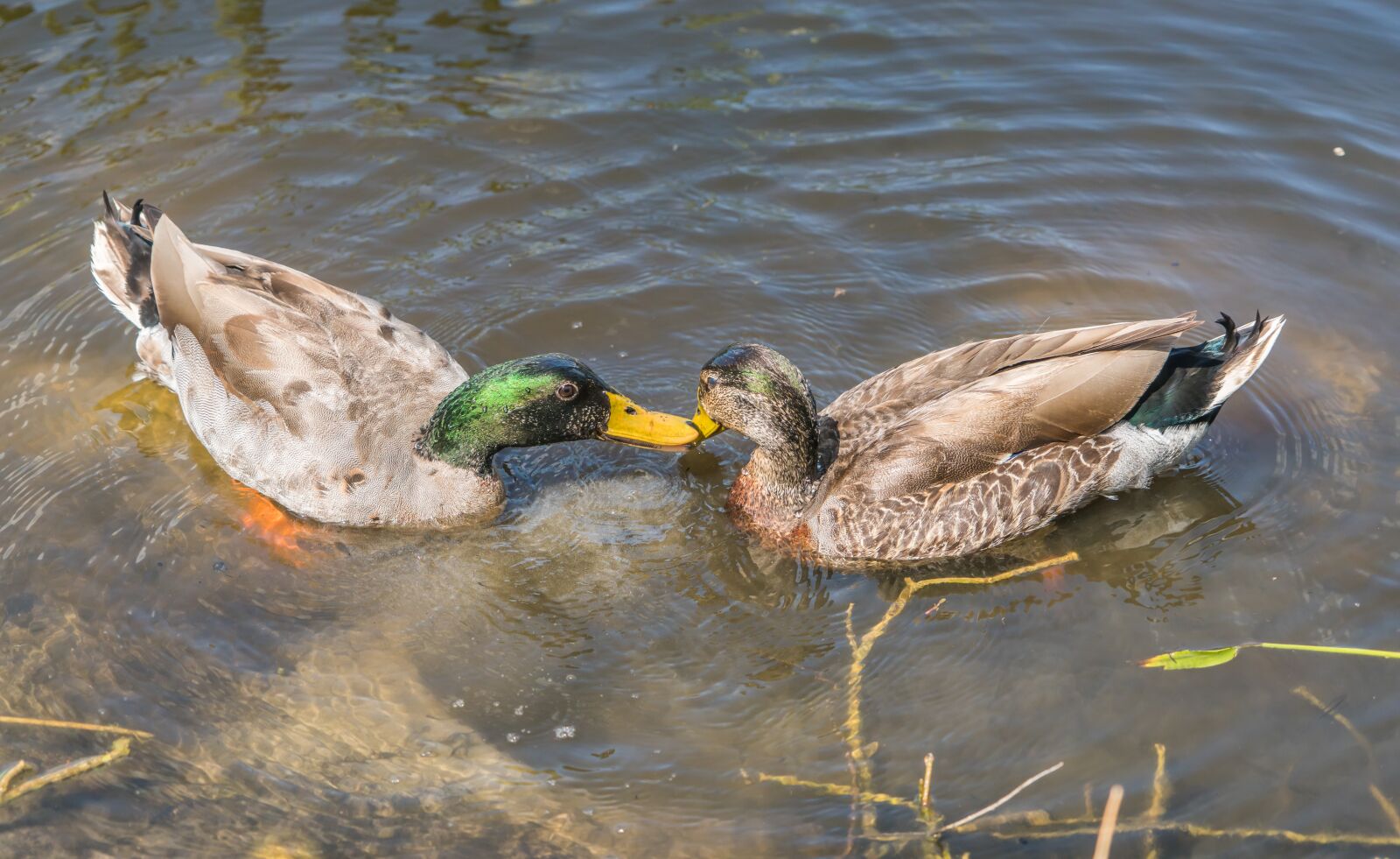 Sony a7R II sample photo. Mallard ducks, nature, poultry photography