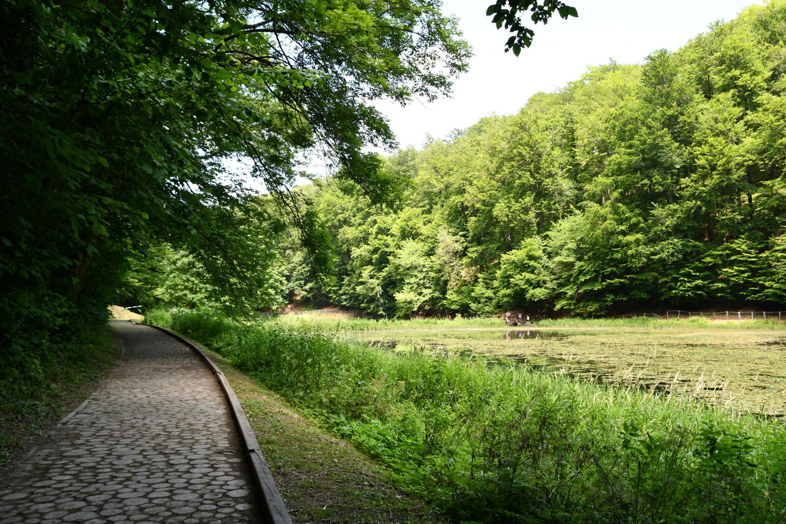 Nikon D7500 sample photo. Swamp, forest, grass photography