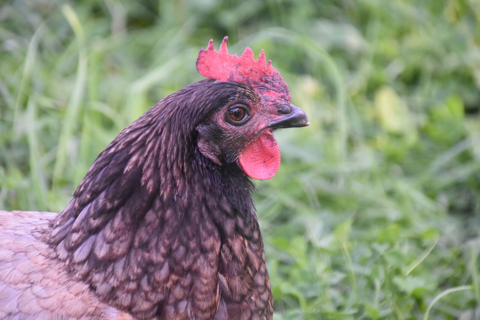 Nikon D5600 sample photo. Hen, laying hen, animal photography