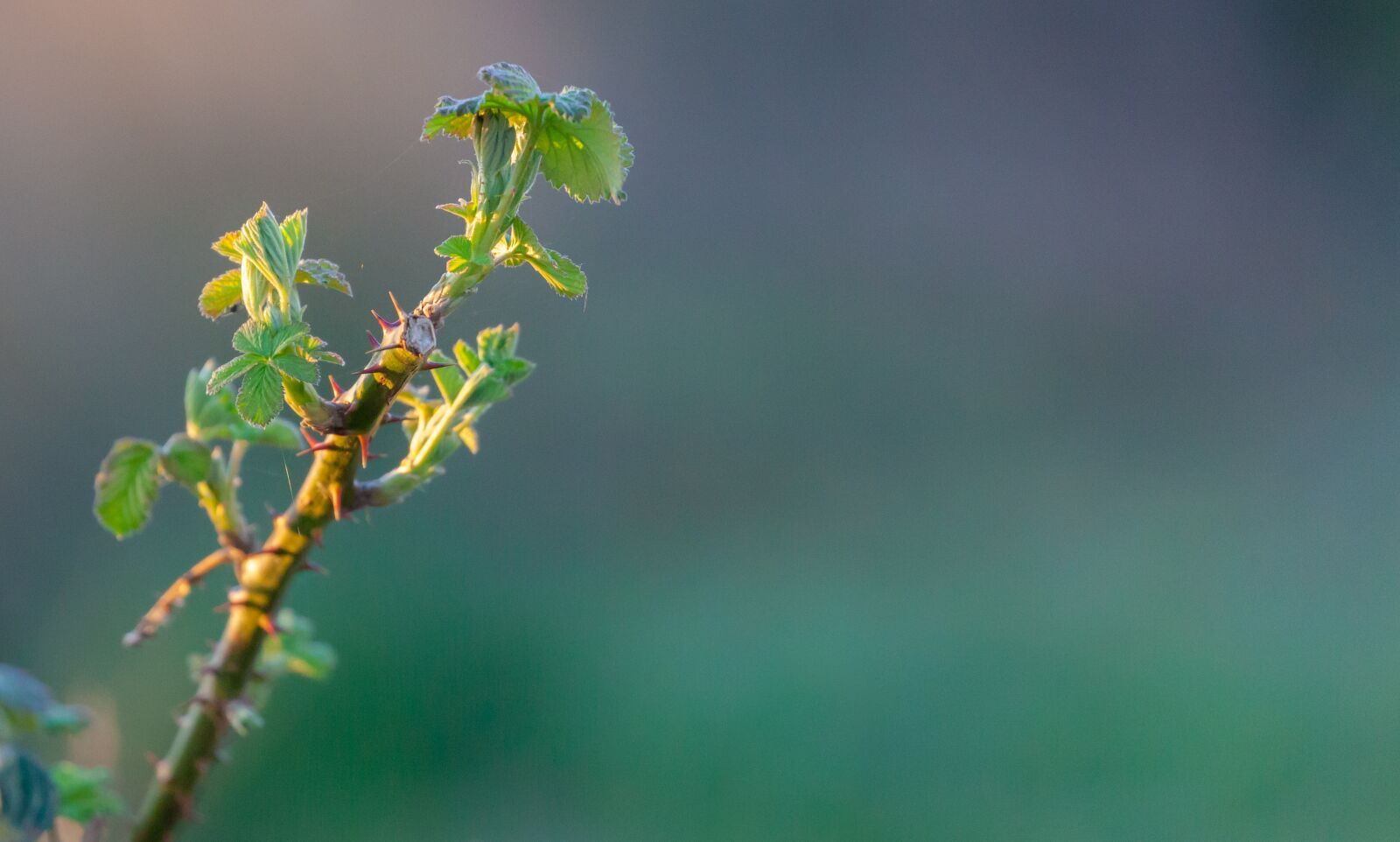 Canon EOS 5D Mark II sample photo. Plant, thorn, back lit photography