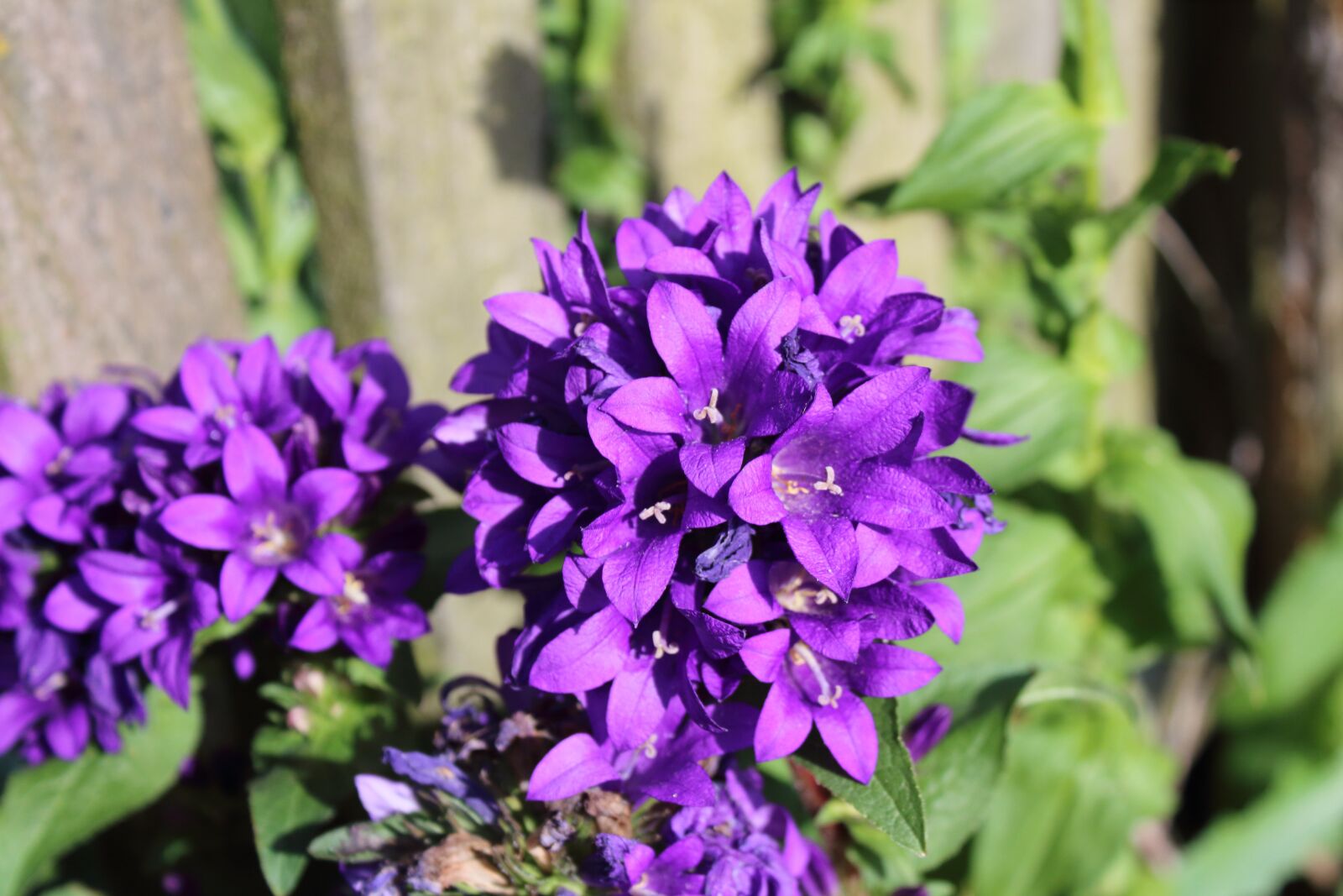 Canon EOS 1300D (EOS Rebel T6 / EOS Kiss X80) sample photo. Macro, violet, flower photography