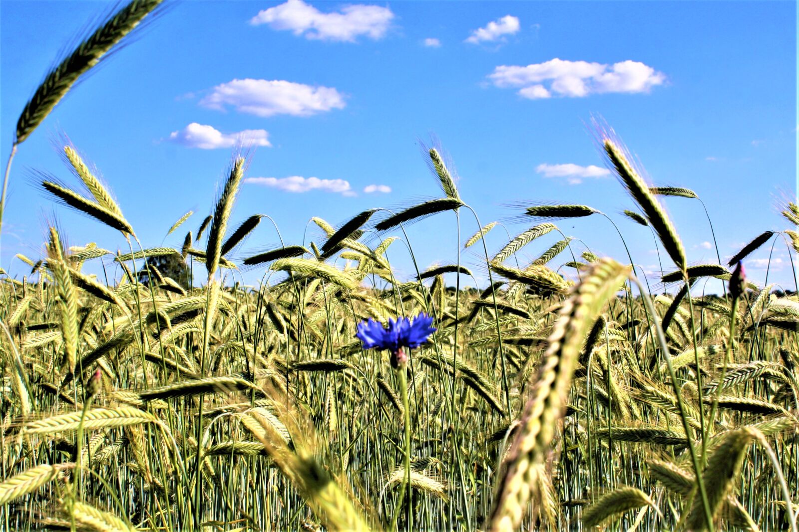 Canon EOS 1000D (EOS Digital Rebel XS / EOS Kiss F) sample photo. Wheat field, cornflower, gro photography