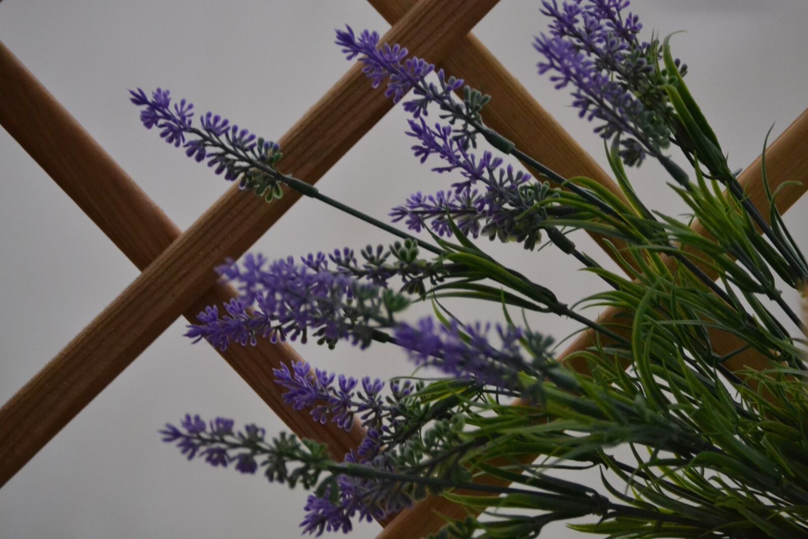 Nikon D3100 sample photo