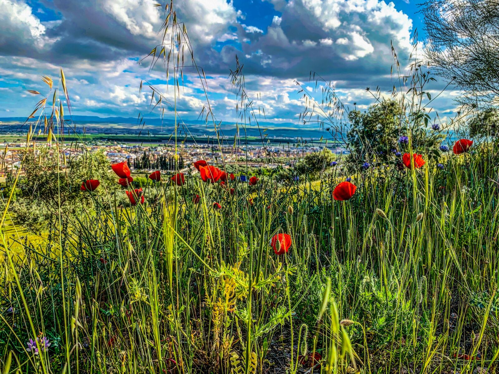iPhone XR back camera 4.25mm f/1.8 sample photo. Poppies, landscape, field photography