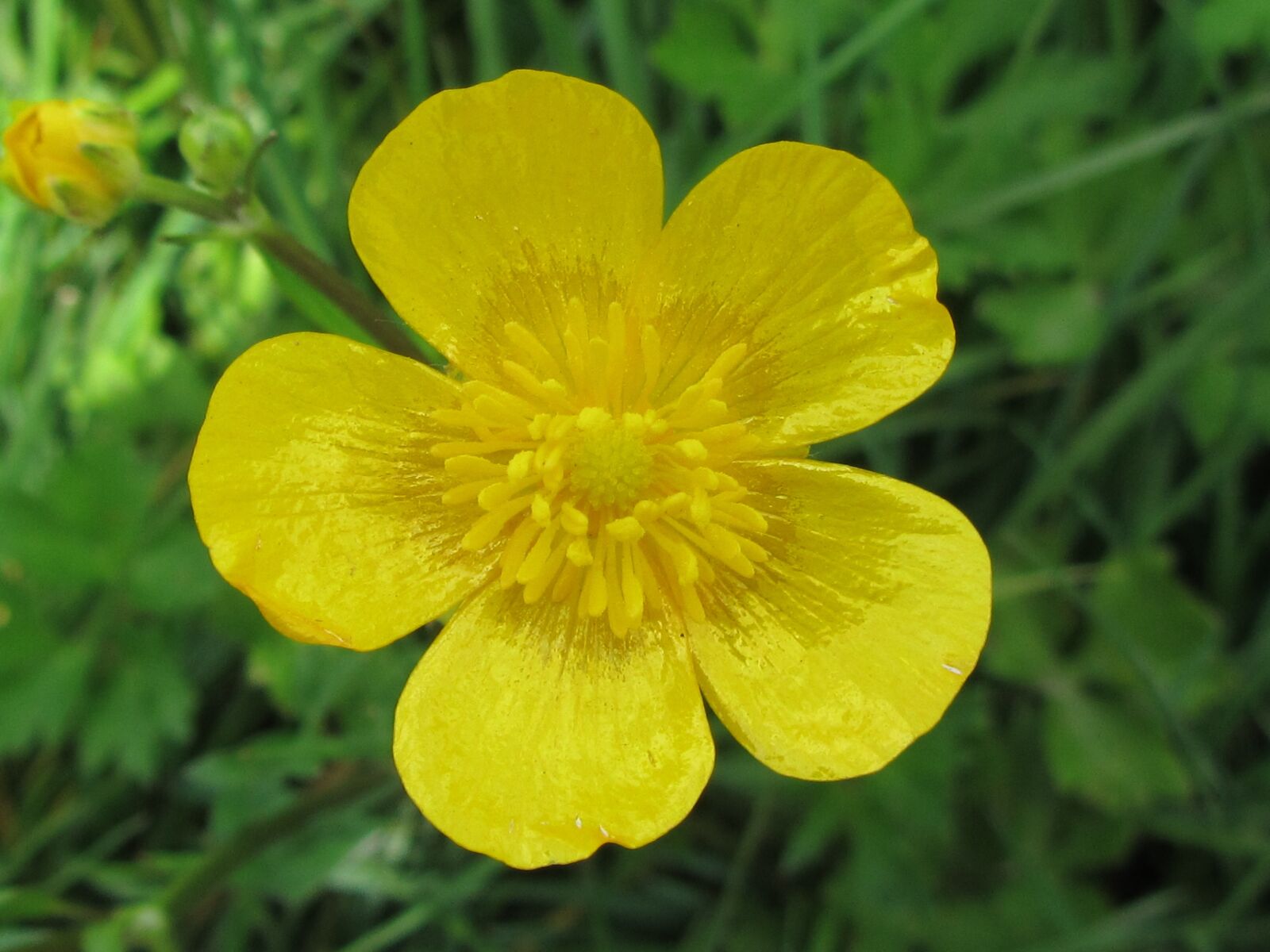 Canon PowerShot SX210 IS sample photo. Buttercup, flower, nature photography