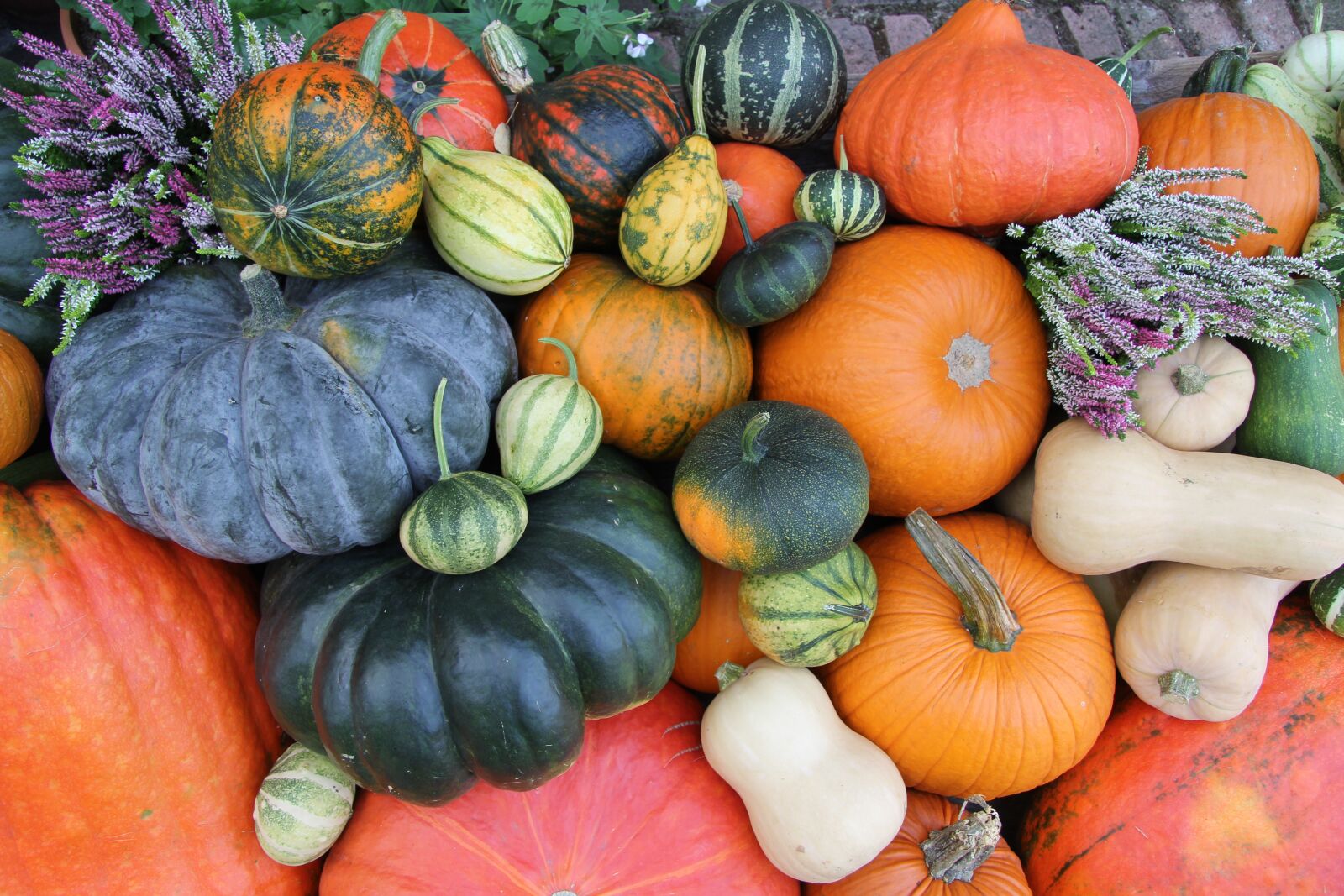 Canon EOS 60D sample photo. Pumpkin, autumn, vegetables photography