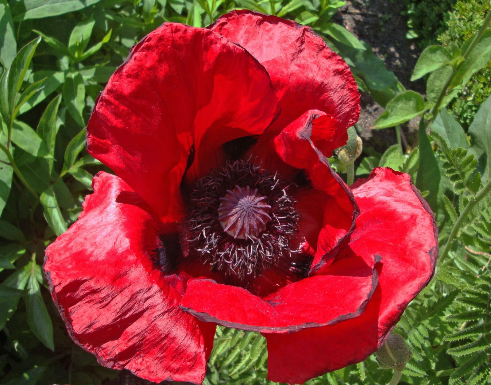 Sony Cyber-shot DSC-W170 sample photo. Poppy, red, flower photography