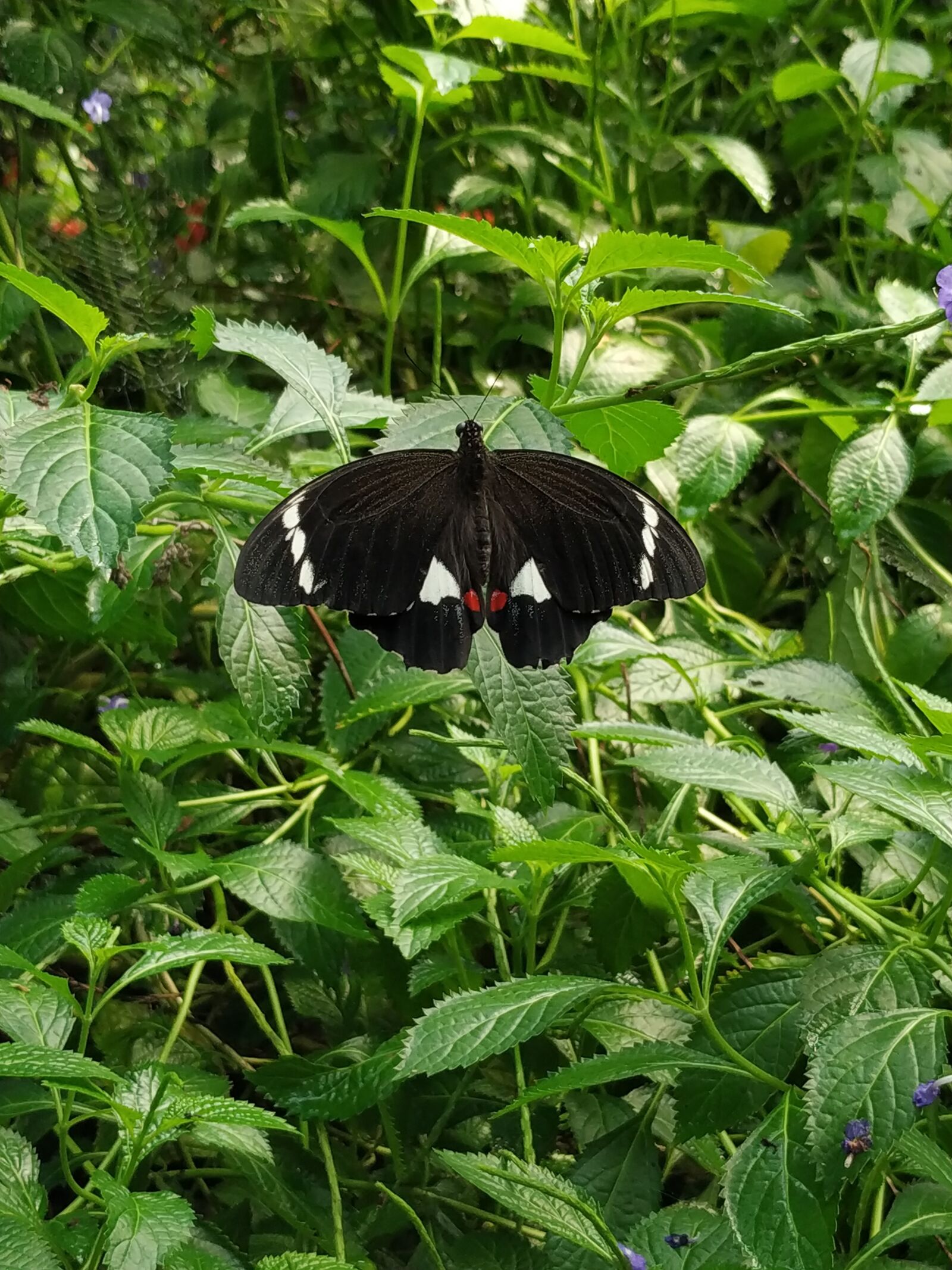Xiaomi Mi A2 sample photo. Orchard swallowtail, papilio aegeus photography