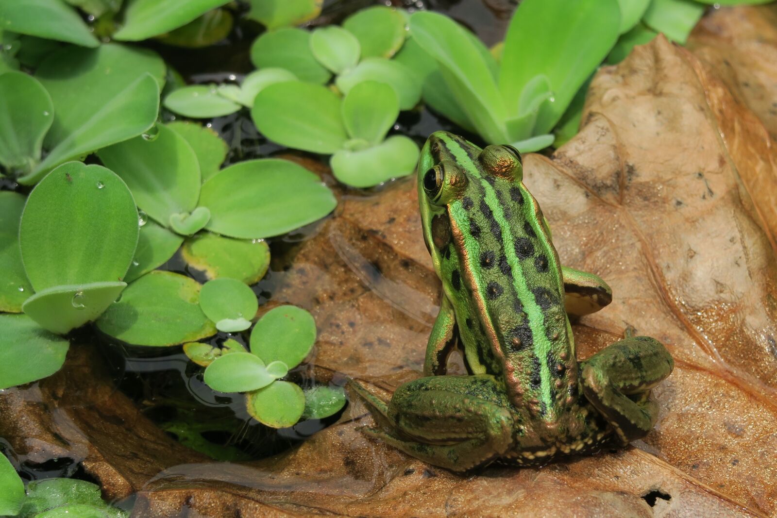 Canon PowerShot G7 X sample photo. Fujian side pleats frog photography