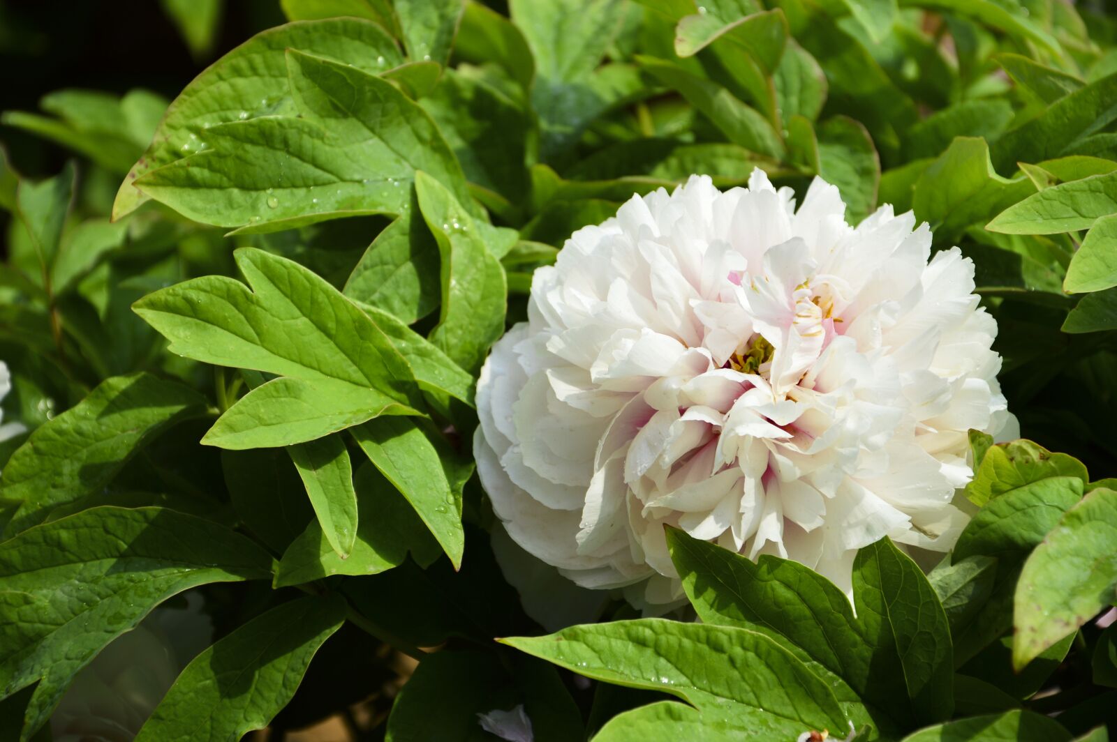Nikon D3200 sample photo. Peony, flowers, rain photography