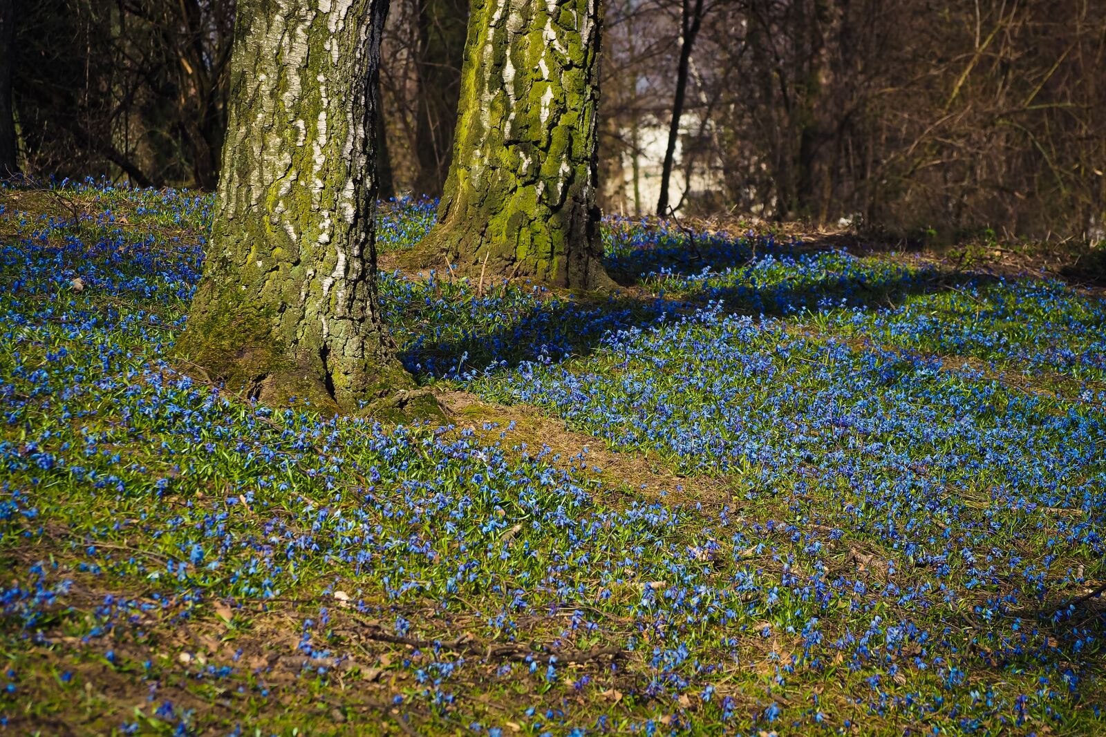 Olympus OM-D E-M10 sample photo. Bluebell, flowers, blue photography