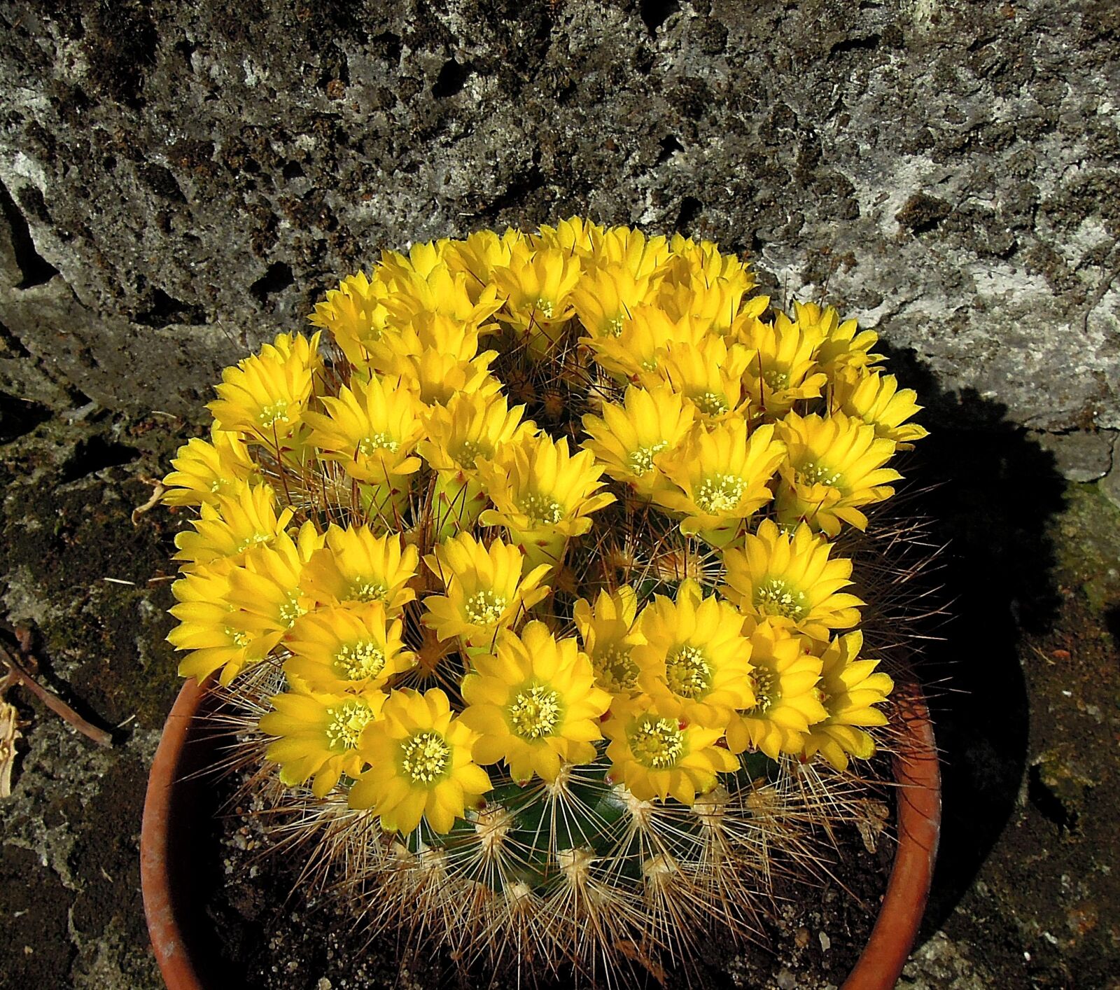Nikon Coolpix P300 sample photo. Cactus, cactus flower, flowering photography