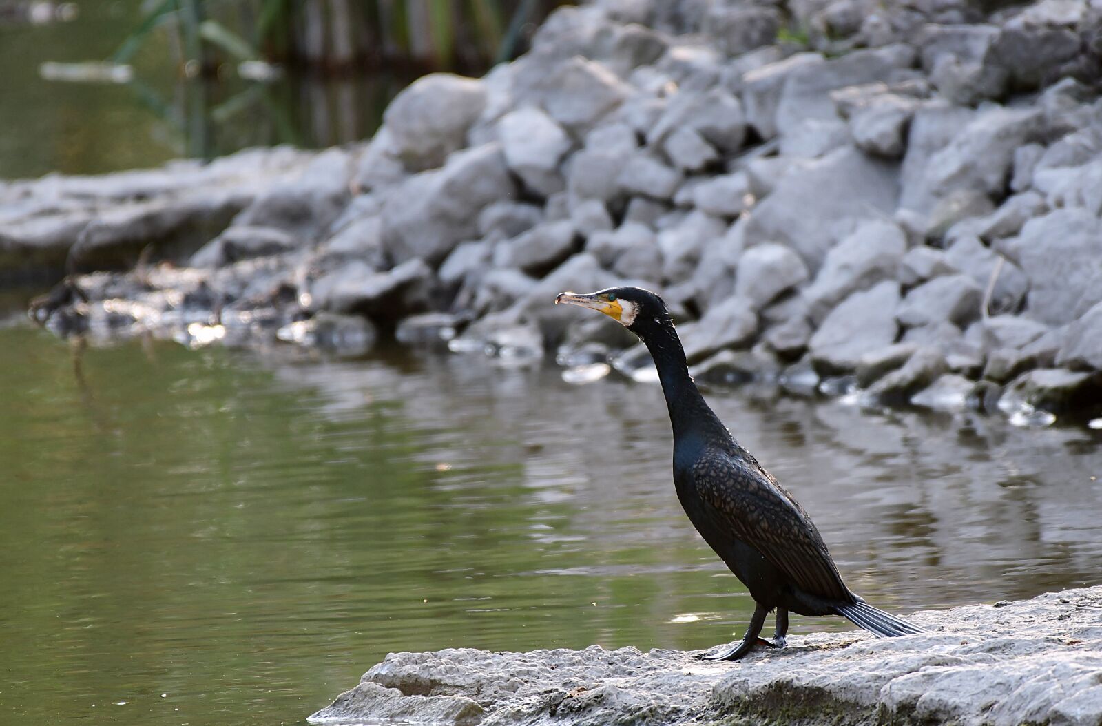 Nikon D7500 sample photo. Cormorant, bird, water photography