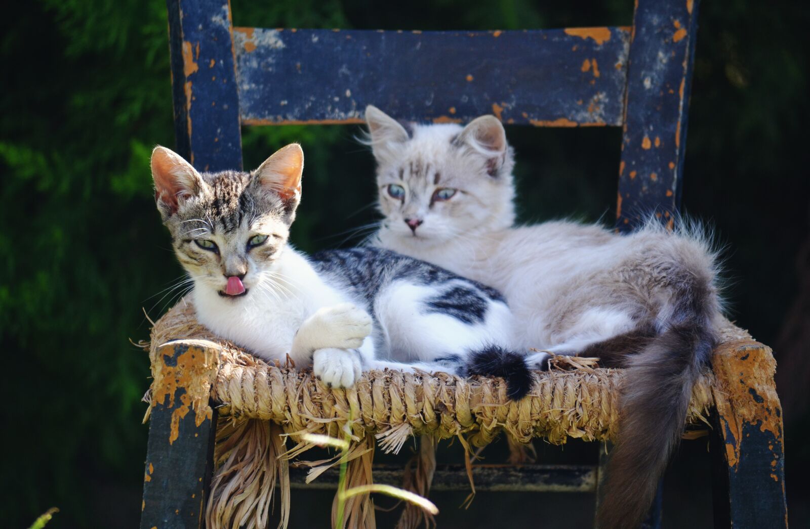 Nikon D3100 sample photo. Hungry cat, pet portrait photography
