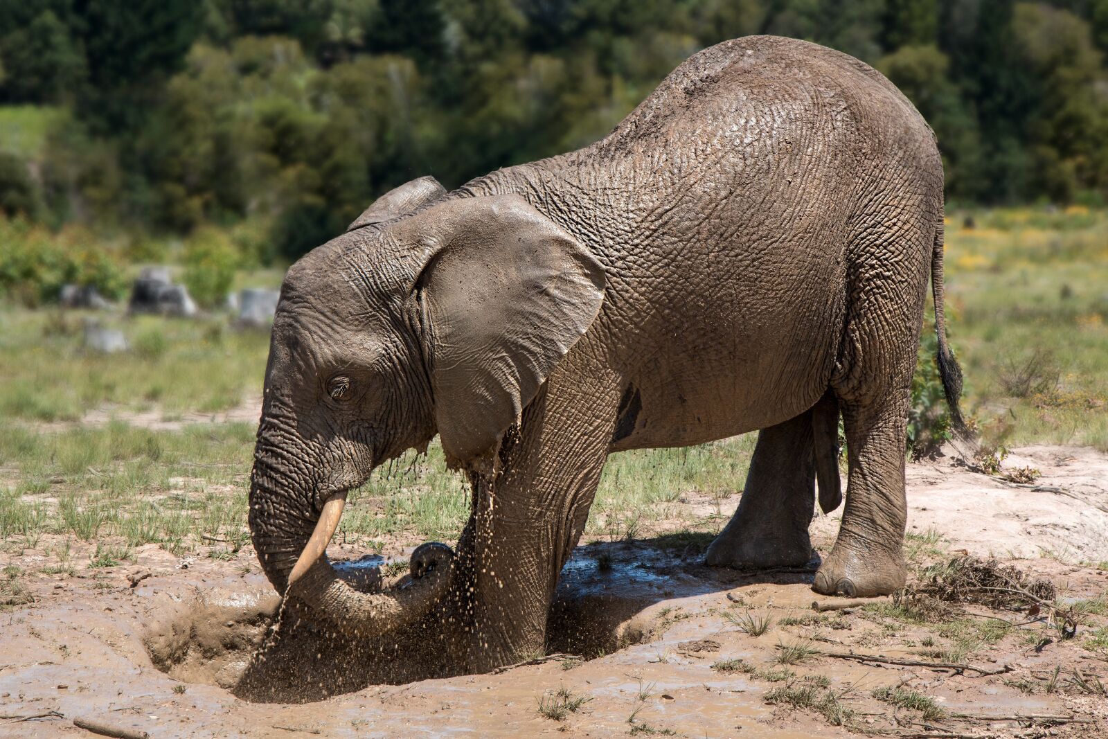 Canon EOS 70D sample photo. Elephant, africa, mud bath photography