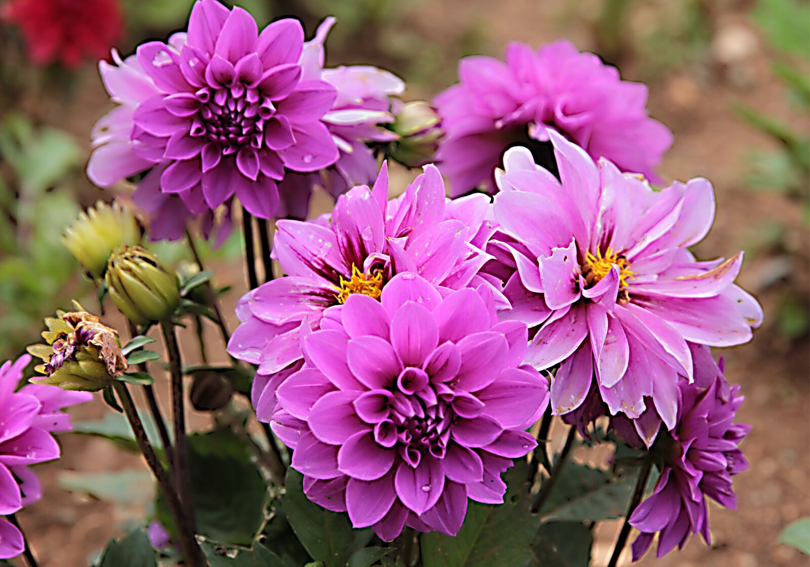 Canon EOS 550D (EOS Rebel T2i / EOS Kiss X4) sample photo. Dahlia, dahlia's, plant photography
