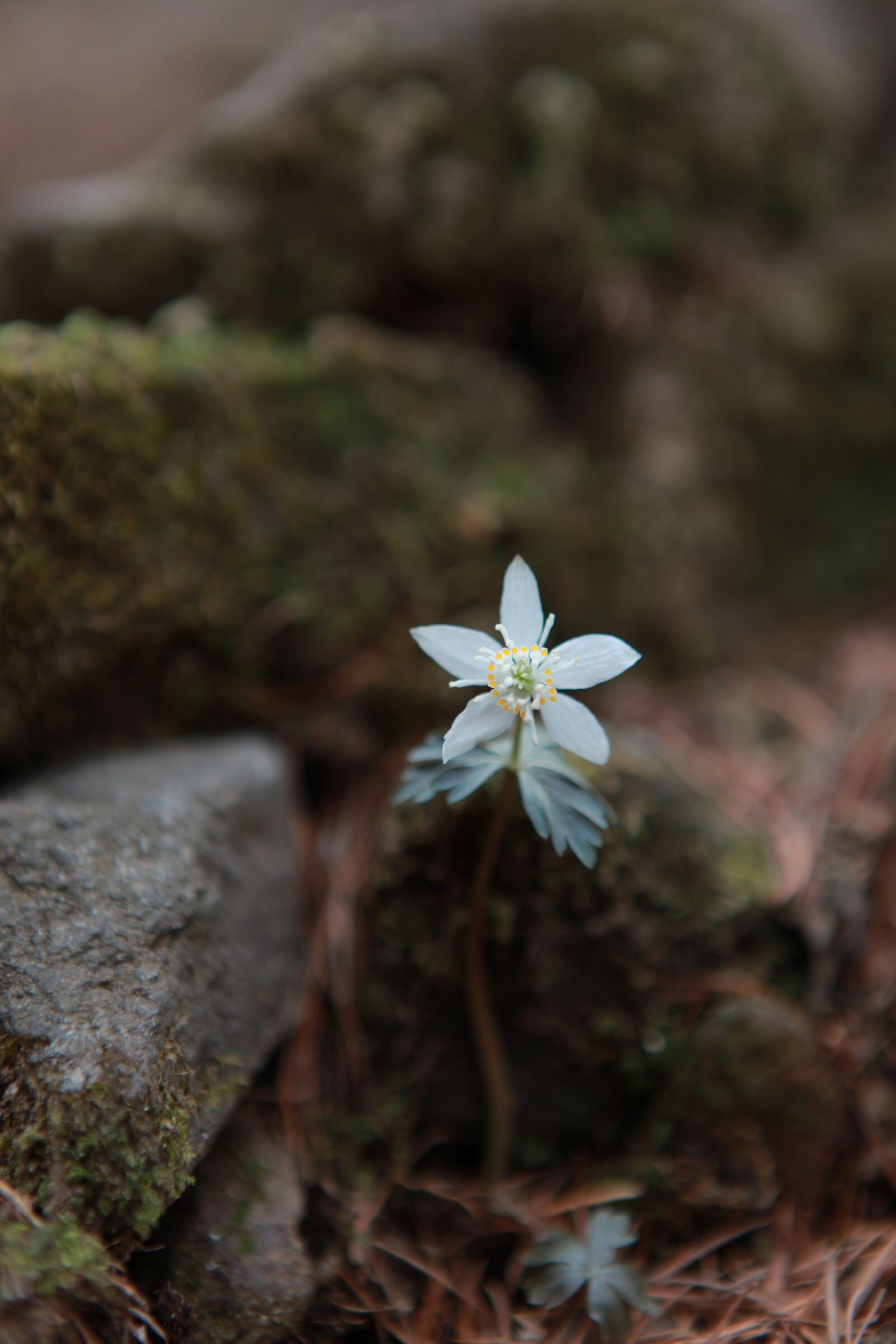 Canon EOS 5D Mark II sample photo. You also wind flower photography