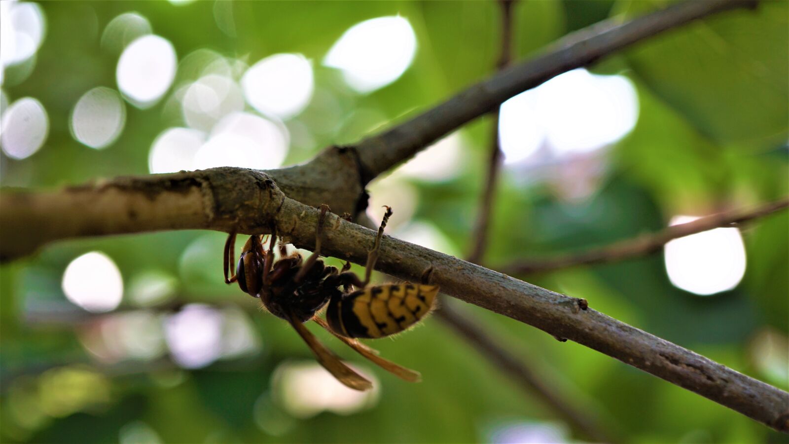 Sony E 30mm F3.5 Macro sample photo. Hornet, insect, macro photography
