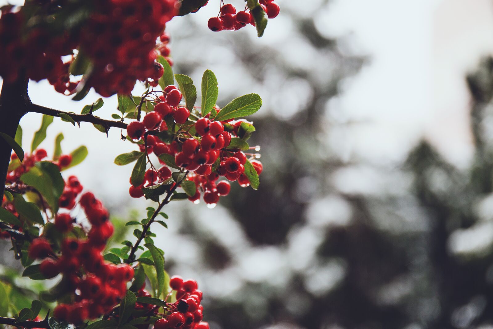 Canon EF 24-70mm F4L IS USM sample photo. Nature, branch, december photography