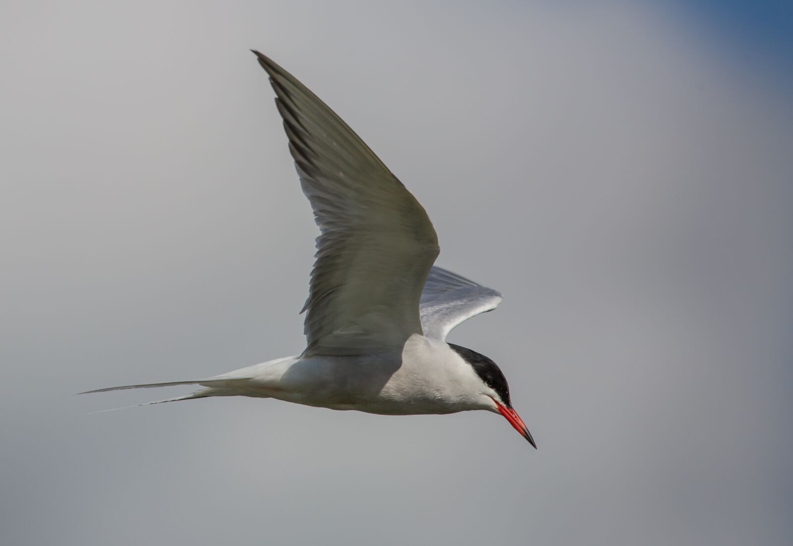 150-600mm F5-6.3 DG OS HSM | Contemporary 015 sample photo. Common tern, tern, sea photography