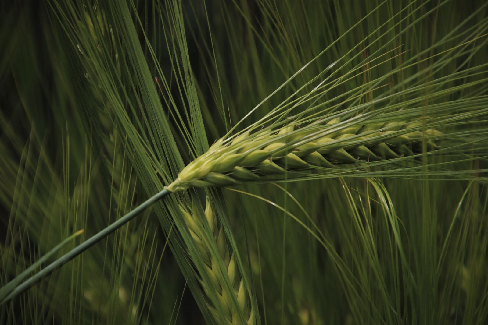 Canon EOS 80D sample photo. In the morning, wheat photography