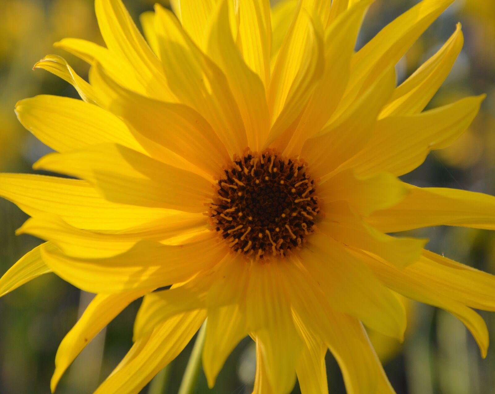 Nikon D5200 sample photo. Flower, flowers, yellow flower photography