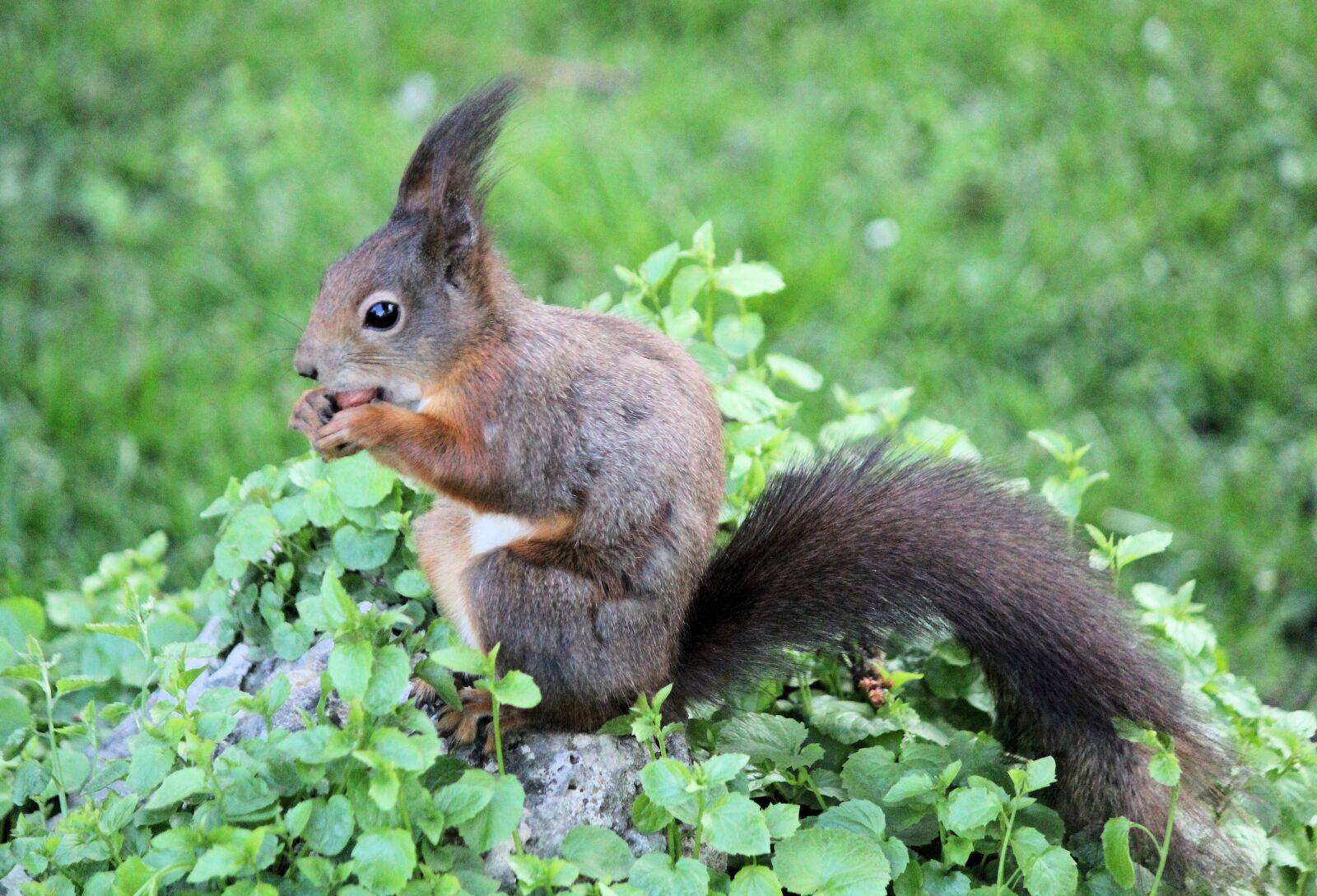 Canon EOS 550D (EOS Rebel T2i / EOS Kiss X4) sample photo. The squirrel, rusty, rodent photography