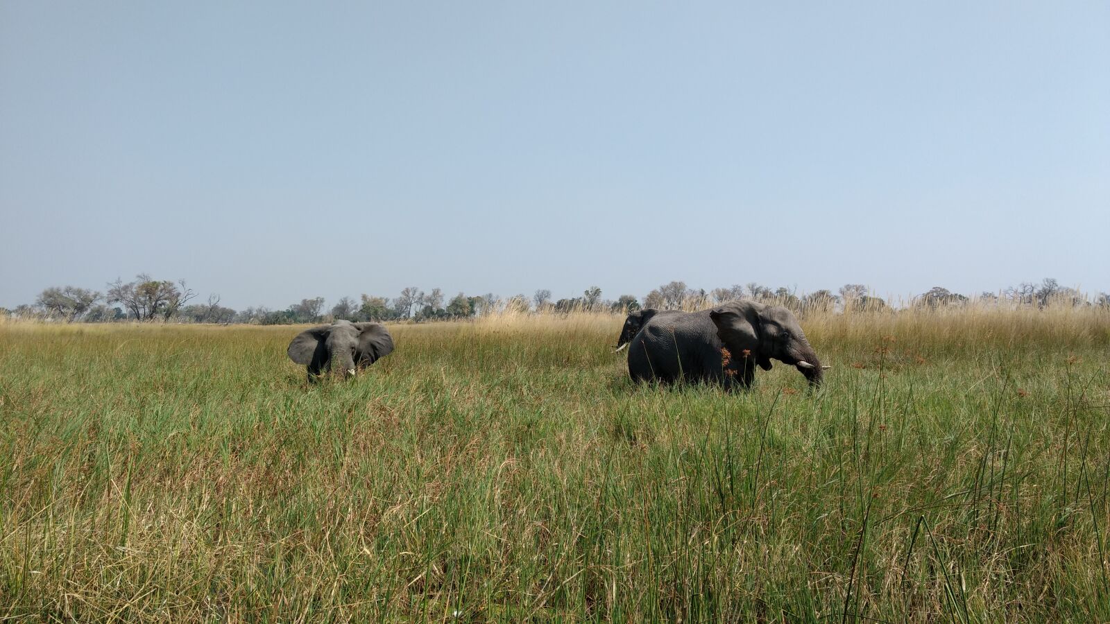 Motorola Moto G (4) sample photo. Mammal, grass, grassland photography
