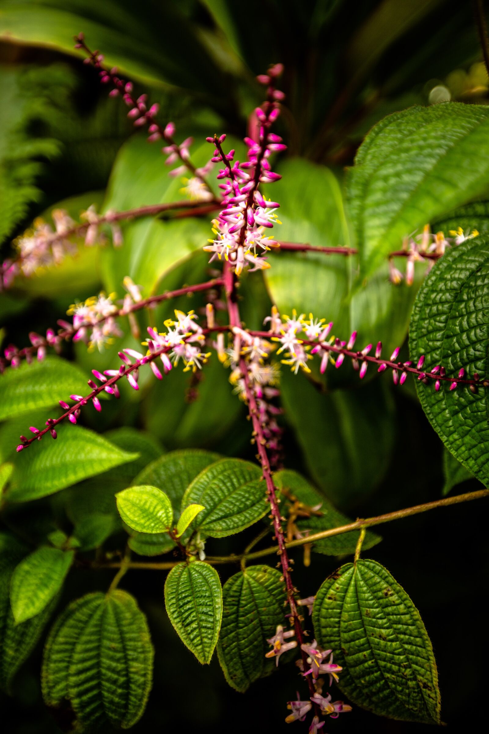 Canon EF 16-35mm F2.8L II USM sample photo. Hawaii, palm trees, foliage photography