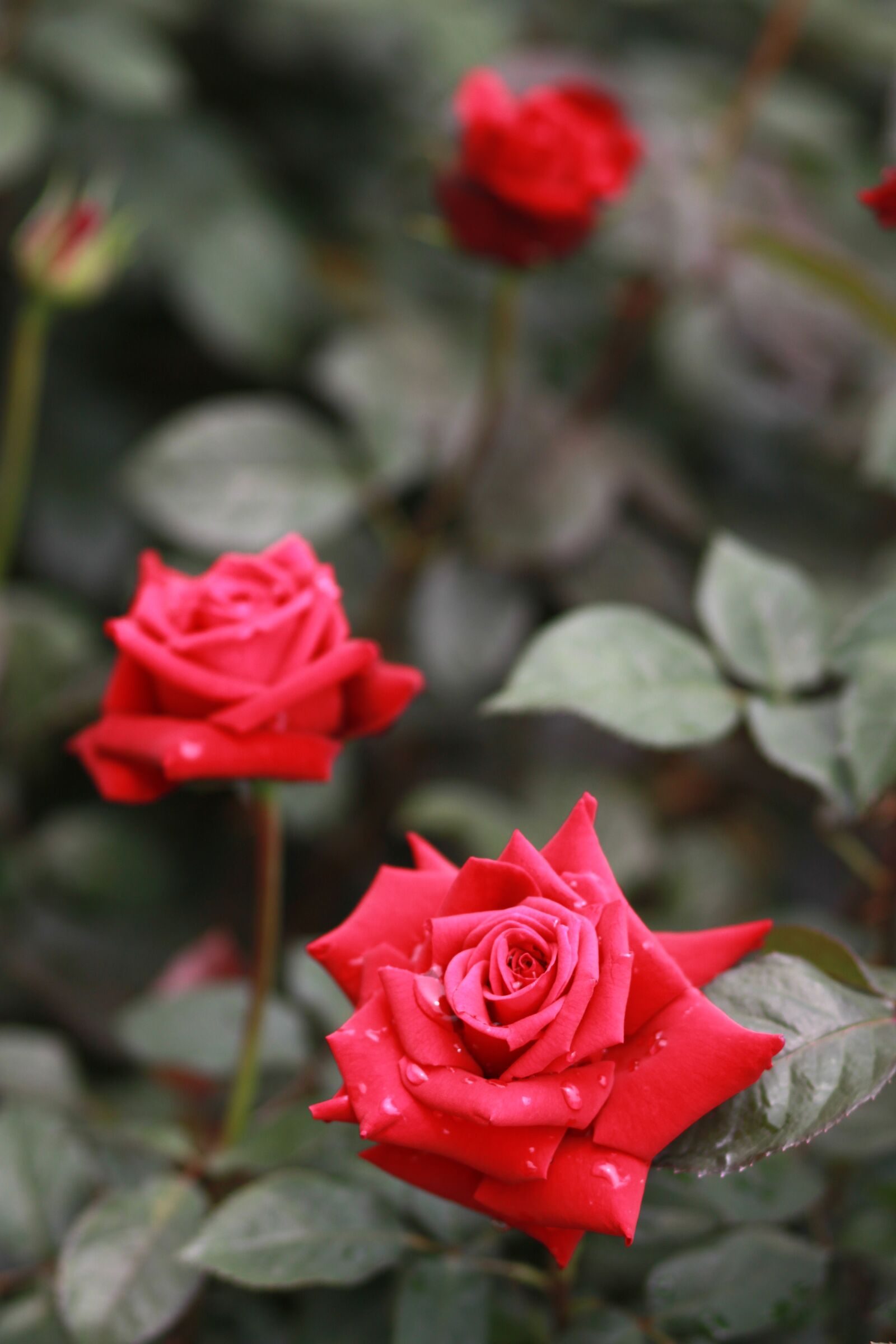 Canon EOS 500D (EOS Rebel T1i / EOS Kiss X3) sample photo. Flowers, nature, plants photography