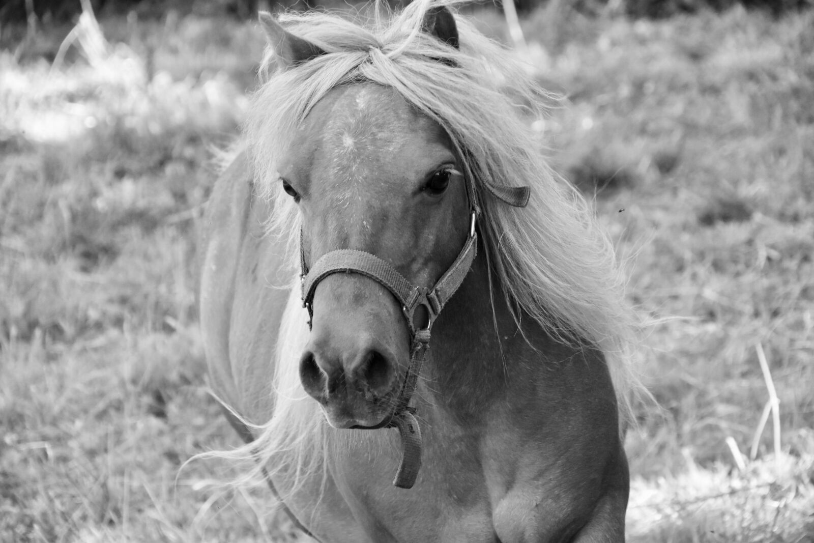 Nikon D5600 sample photo. Shetland pony, black and photography
