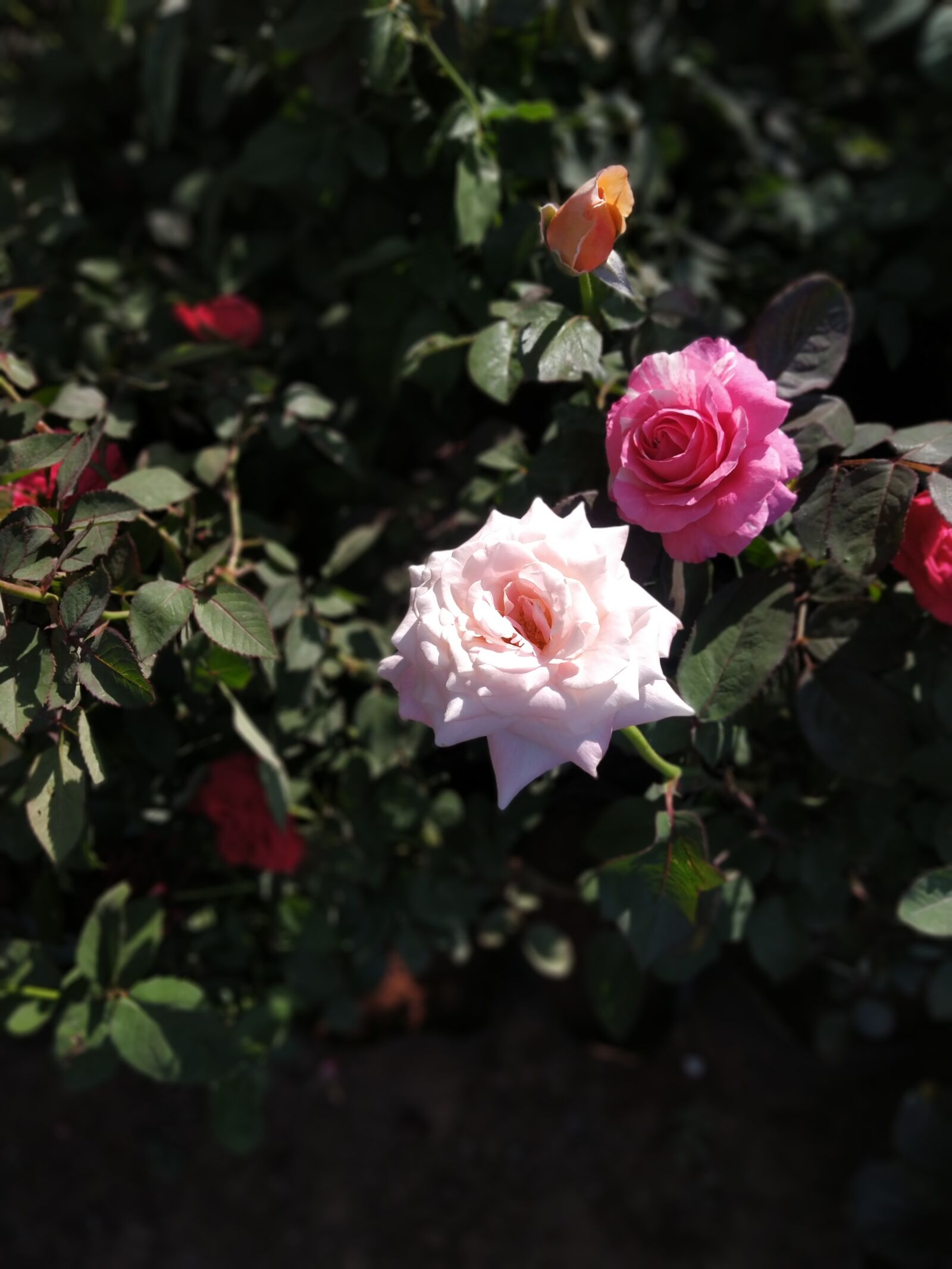 Xiaomi Redmi Note 5 Pro sample photo. Roses, pink rose, rose photography